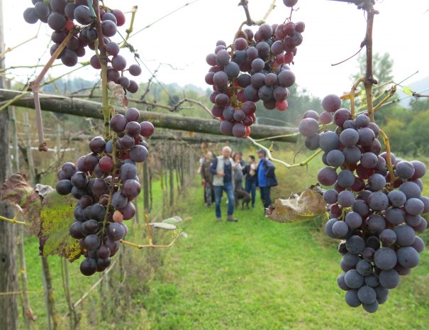 Valpolicella grapes and wine