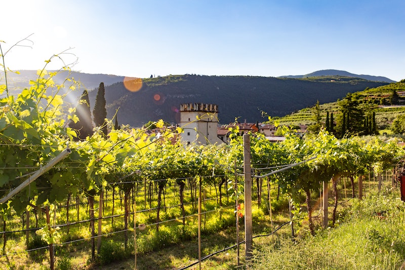 Food and wine tours in Italy - 5 best farm to table and vine to glass experiences